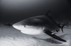 bull sharks are not living in the Great Lakes