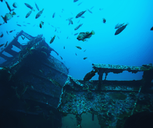 Fish swimming near a shipwreck