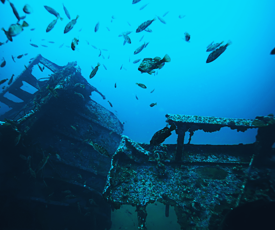 Fish swimming near a shipwreck